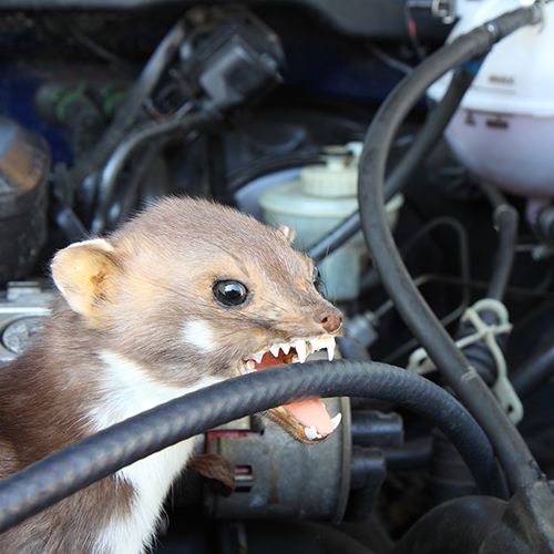 So schützen sich Autobesitzer...