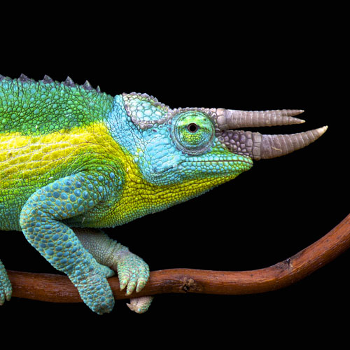 Die 15 skurrilsten Trends der...