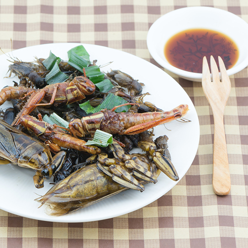 Insektensnacks: Darum bieten ...