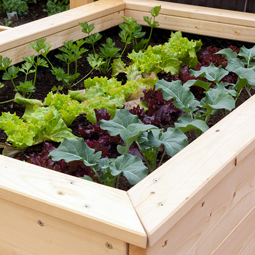 Gemüse in Kisten ziehen - Was...