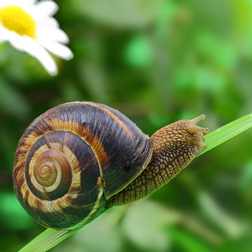 Schnecken, Blattläuse & Co: S...