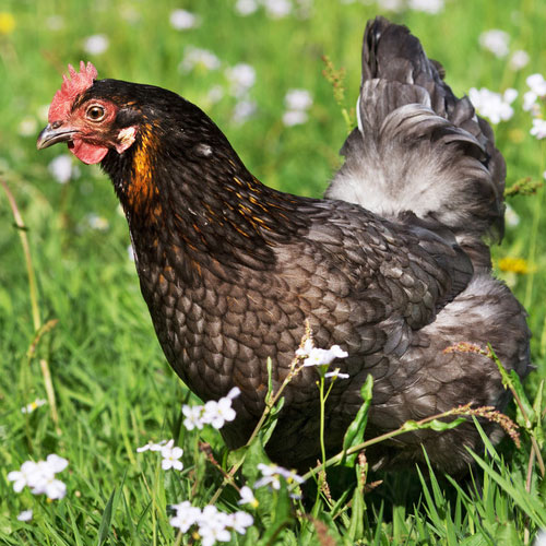 Der Kassenbon als Stimmzettel...