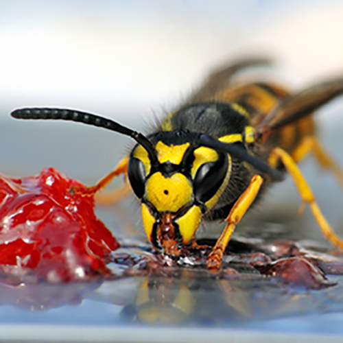 Wespenstiche: Wie verhält man...