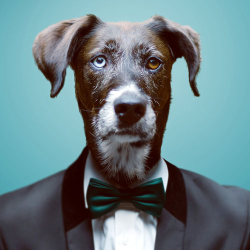 Jenseits der Welpenschule: Be...