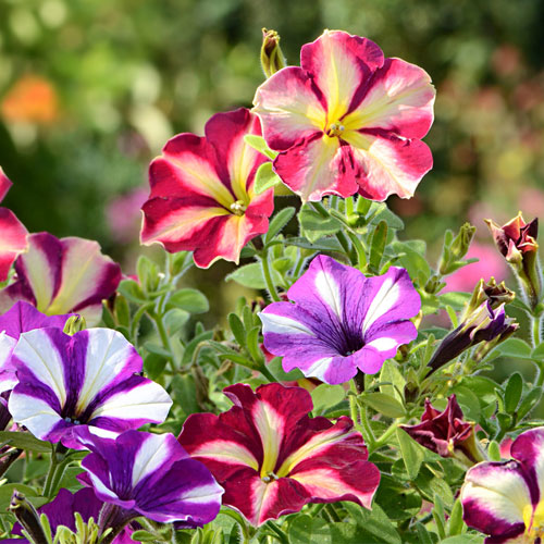 Langzeitfreude am eigenen Gar...