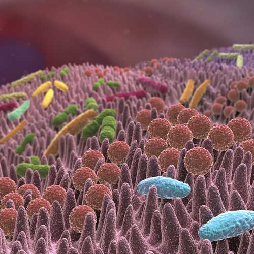 Tabuthema Stuhltransplantatio...