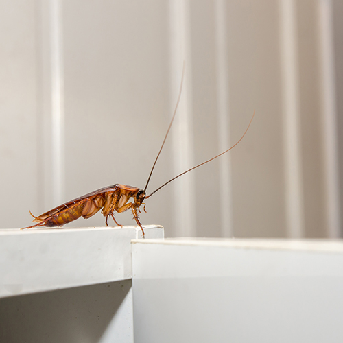Ungeziefer in Haus und Wohnun...