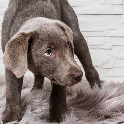 Zerstörer auf vier Pfoten: Wa...