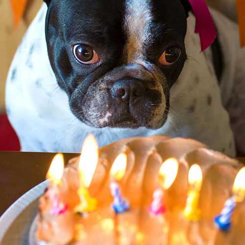 Gut gemeint ist falsch gefütt...