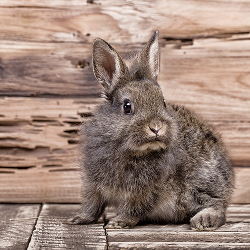 Das Einmaleins der artgerecht...
