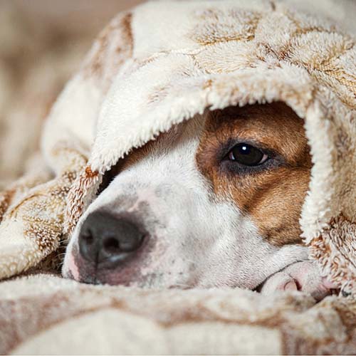 Wenn der Gang zum Tierarzt ni...