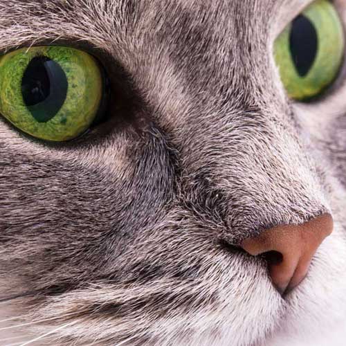 Kastration bei Katzen – pro u...