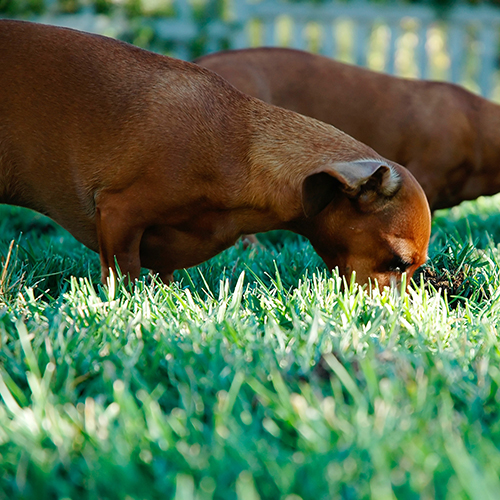 Tierpensionen im Check - Wora...