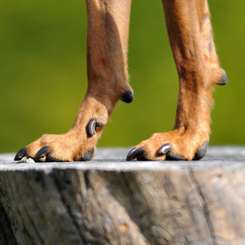 Krallen schneiden beim Hund: ...