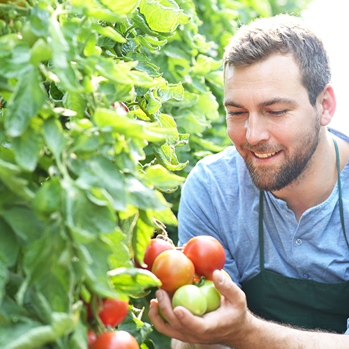 Das Gewächshaus-Einmaleins fü...