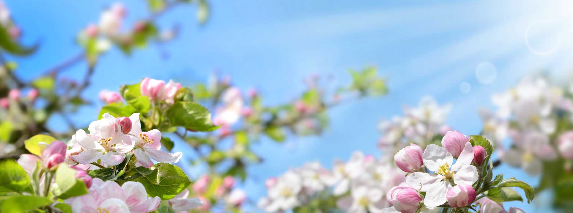 Einen jungen Obstbaum einpfla...